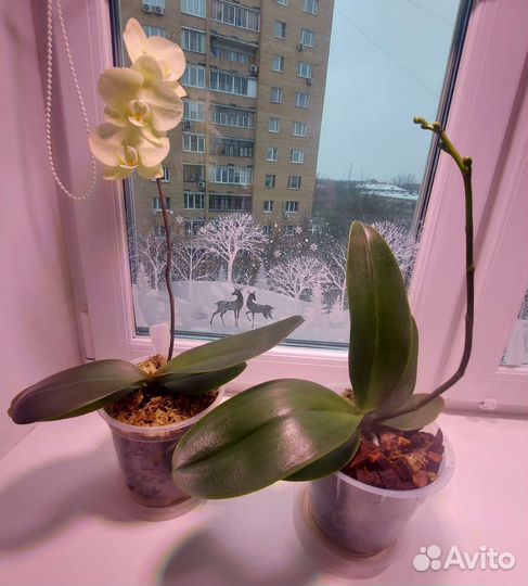 Орхидеи Мики сортовые и обычные