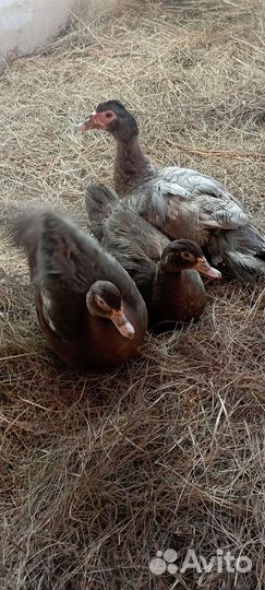 Инкубационное яйцо индоутки