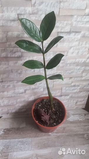 Цветы Замиокулькас