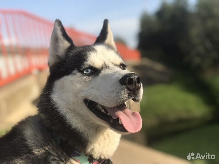 Выгул собак