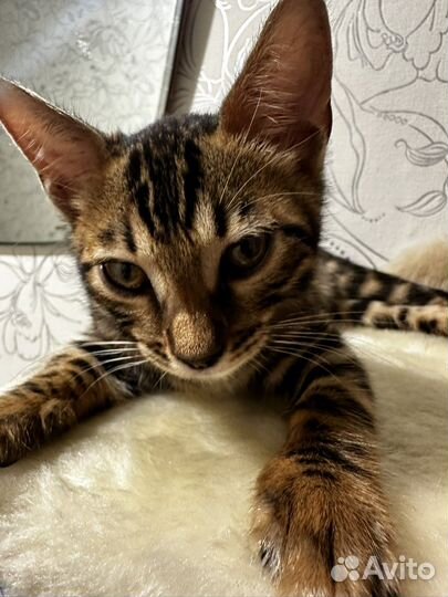 Бенгальский котенок девочка