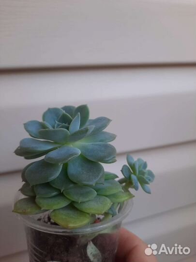 Суккуленты и мн др