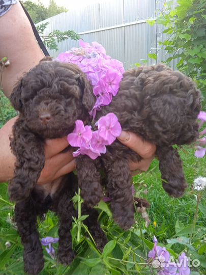 Той-пудель девочка