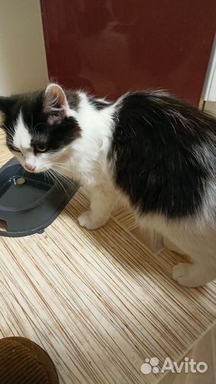 Котенок