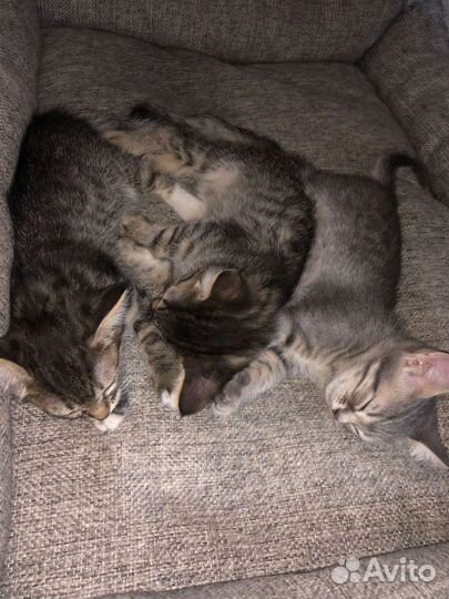 Котята отдам в добрые руки бесплатно