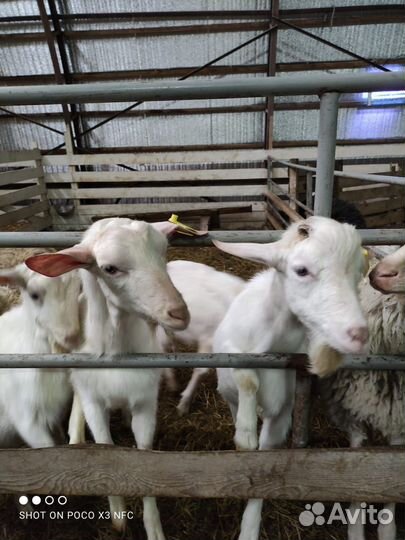 Козел Зааненский