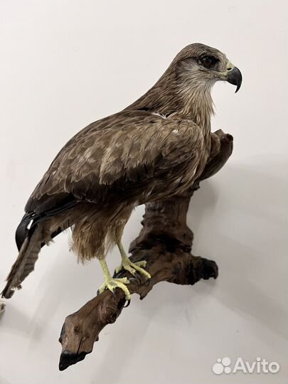 Чучело орла (имитация)