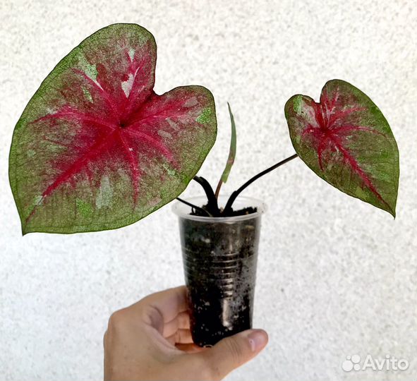 Каладиумы,несколько слртов