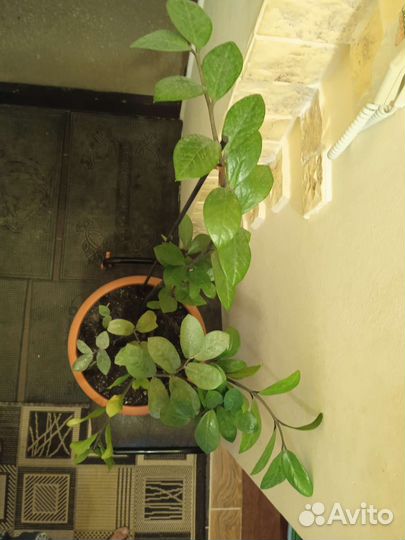 Замиокулькас зензи