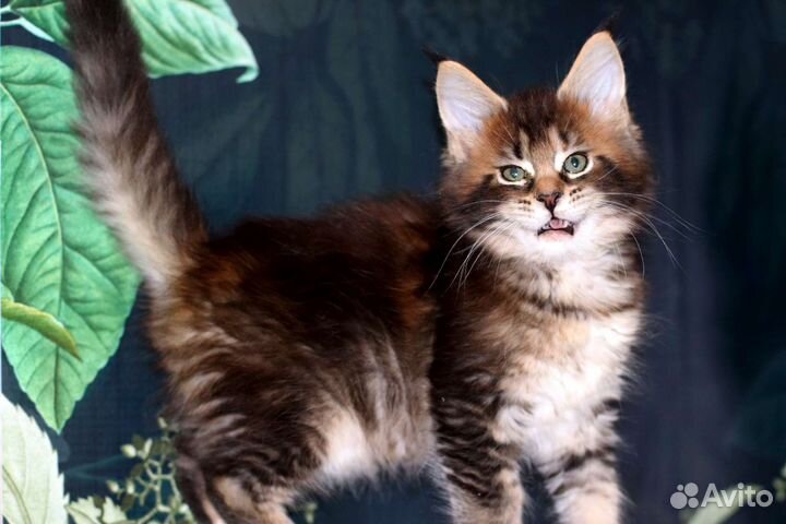 Мейн-кун самый красивый и крупный котенок,питомник