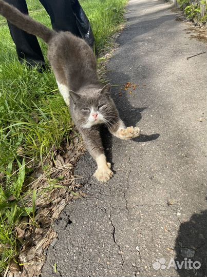 Кот ищет дом