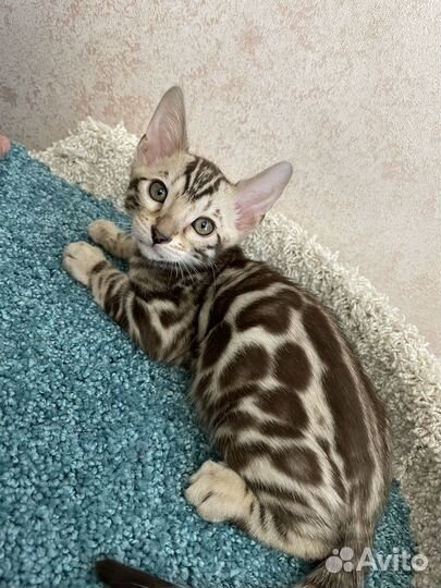 Бенгальский мальчик