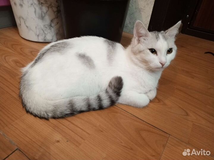 Кошка бесплатно