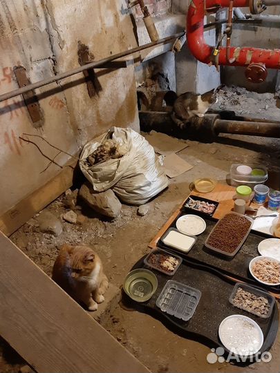 Ласковый рыжик