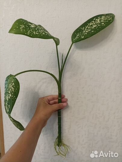 Диффенбахия