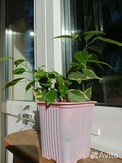 Фикус бенджамина пестролистный