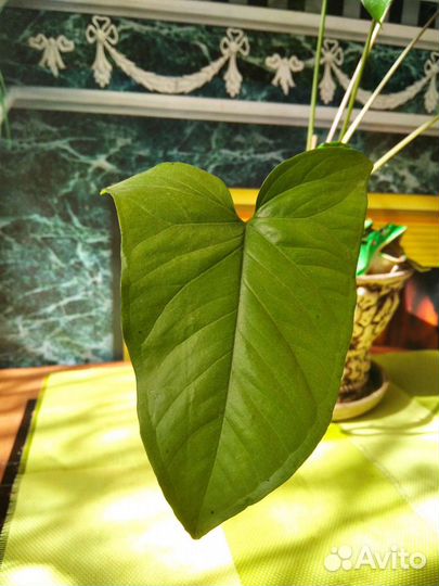 Филодендрон, вьющаяся лиана