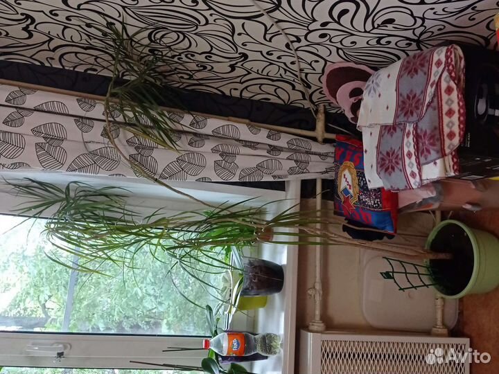 Пальма драцена