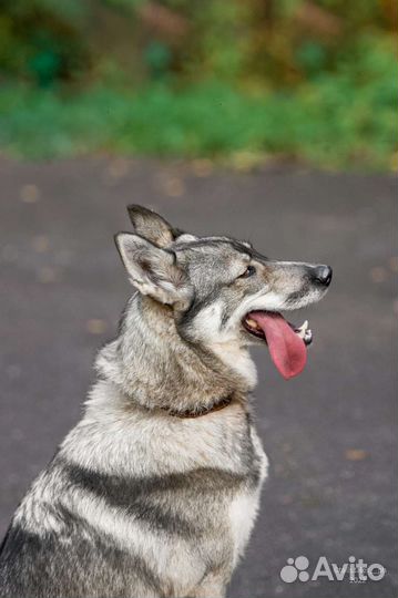 Западно сибирская лайка (метис) в дар