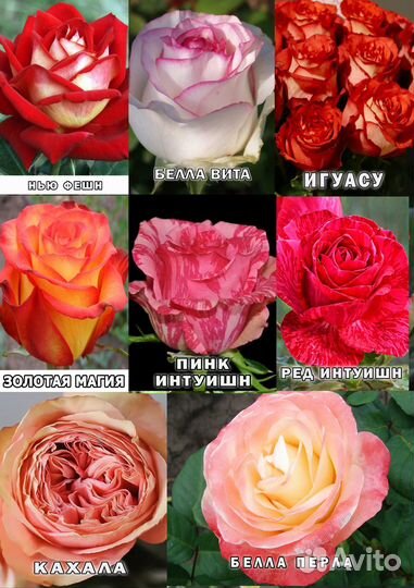 Саженцы Роз разных сортов (Розница)