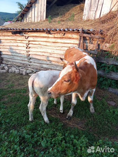 Корова с теленком первый отел
