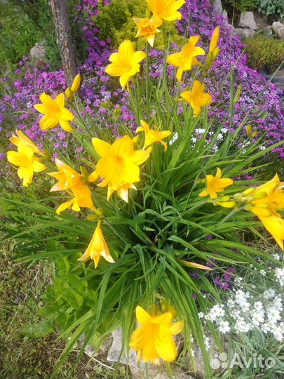 Камнеломка, арабис белый, энотера, яснотка и др