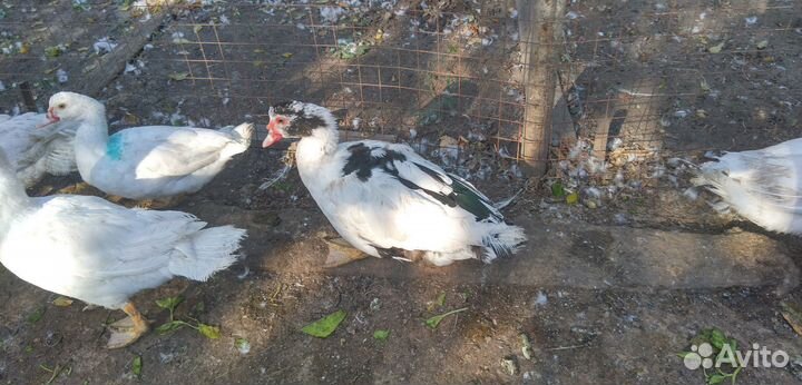 Селезень индоутки