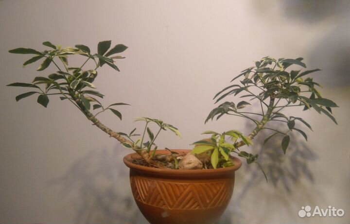 Шефлера вариегатная