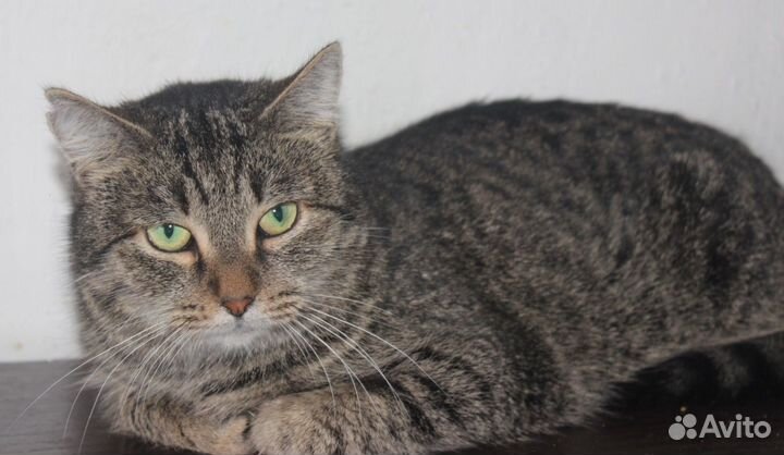 Кошка в дар