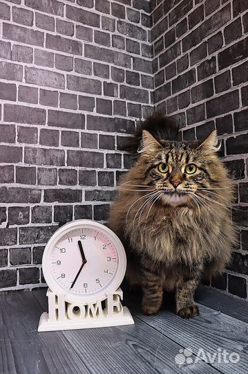 Ищет дом чудесная кошечка Нюша