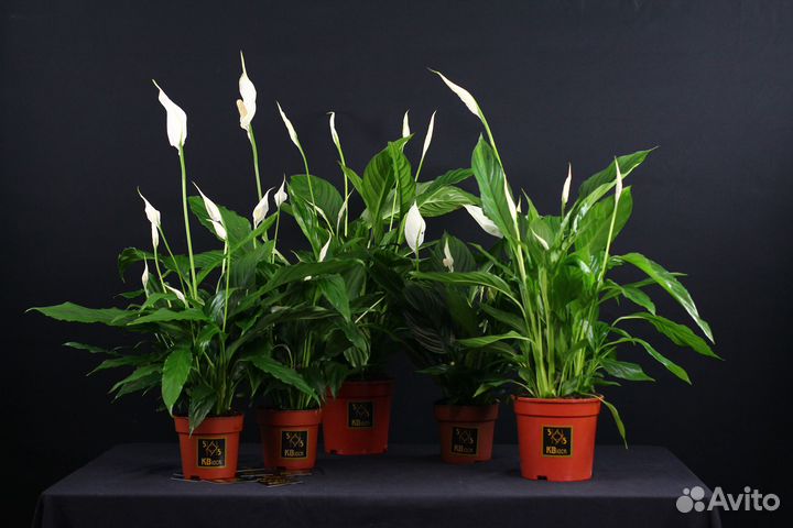 Комнатные цветы \ Комнатные растения