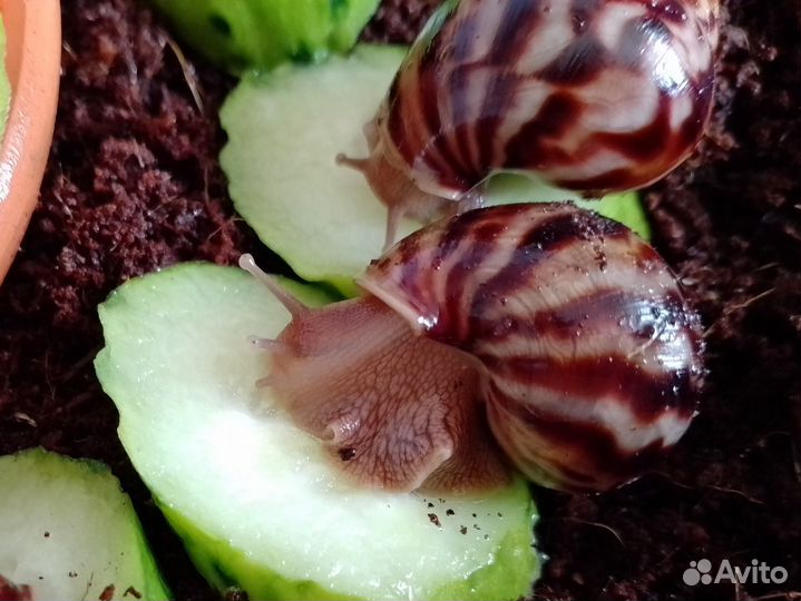 Улитки ахатины