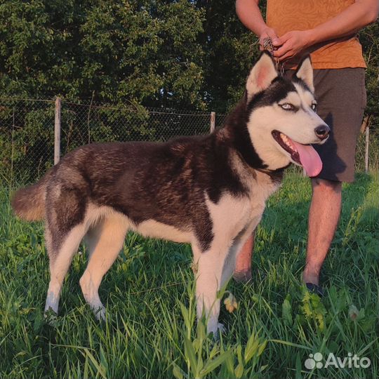 Сибирский хаски