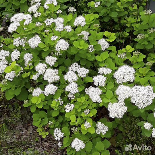 Спирея саженцы