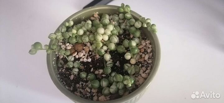 Крестовник роули вариегатный