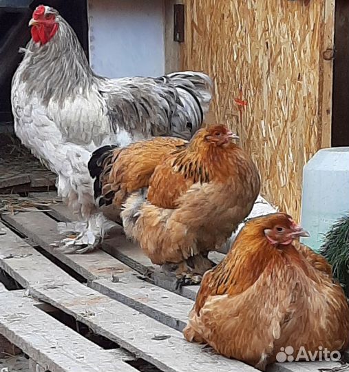 Петушок и 2 курочки брама