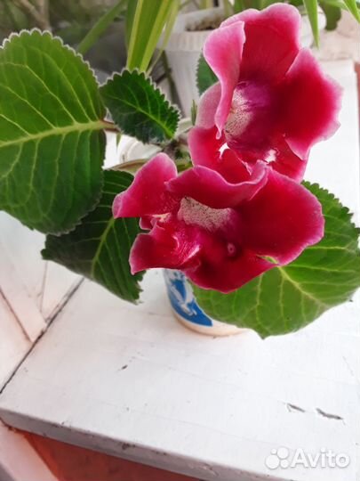 Глоксиния цветущая