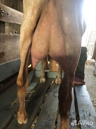 Овцы ламанчи, нубийки