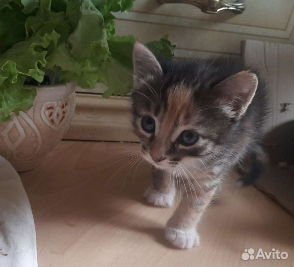 Котенок 1,5 мес трехцветка