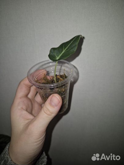 Алоказия блек вельвет детка