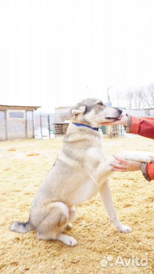 Собака Балу ищет дом и своего человека