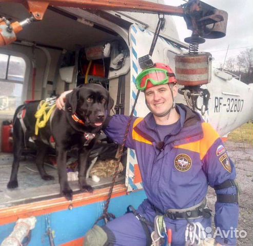 Выгул, дрессировка, передержка собак