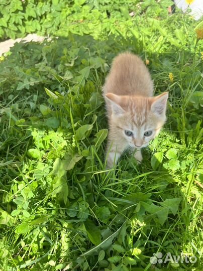 Месячные котята бесплатно