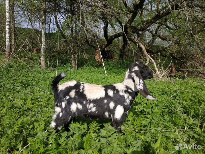 Нубийские козлята