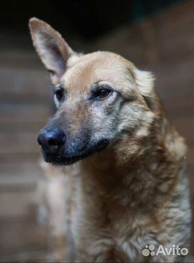 Собака в добрые руки