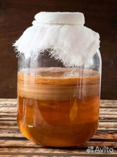 Чайный гриб. Комбуча