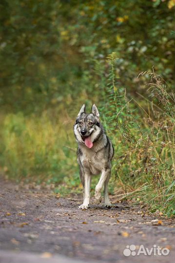 Западно сибирская лайка (метис) в дар