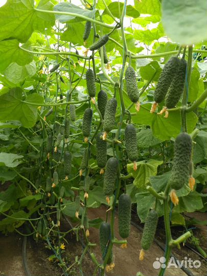 Семена ранних огурцов