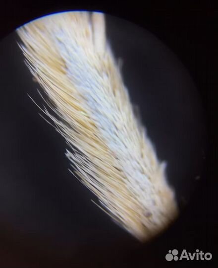 Микроскоп 640х levenhuk rainbow 2l plus