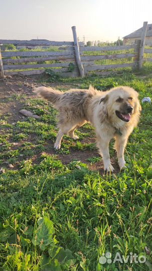 Кавказская овчарка